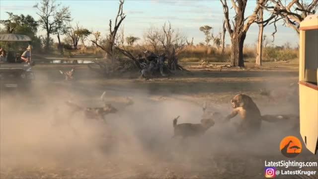 Lion and Wild Dog