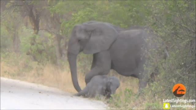 Elephants try help dying calf