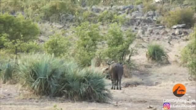 Elephant, Lion and Buffalo