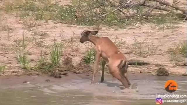 Baby impala vs Croc