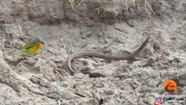 Bird and Snake Guts