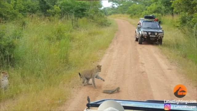 Leopard and lizard