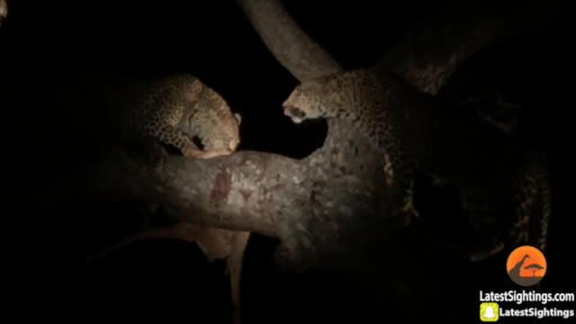 Leopard vs Leopard vs Hyenas
