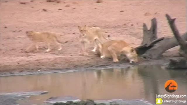 Lions Kill Impala