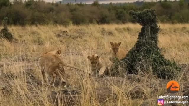 Lions and Mongoose