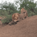 Male Lions Kill Hyena