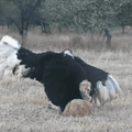 Mating Ostriches