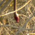 Mongoose Snake Swing