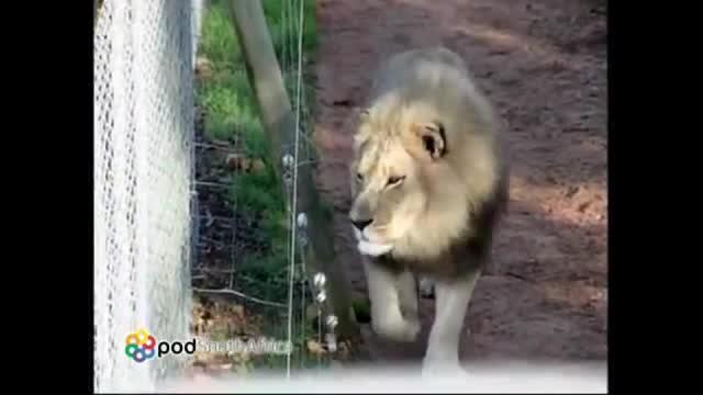 POD Drakenstein Lion Park